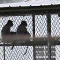 The Impact of Lost and Found Systems in Animal Shelters in Southeast SC
