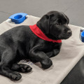 The Impact of Educational Programs Offered by Animal Shelters in Southeast SC