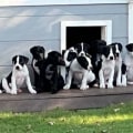 Making Pet Adoption More Accessible for Low-Income Individuals in Southeast SC