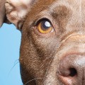 The Growing Demand for Animal Shelters in Southeast SC