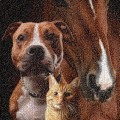 The Impact of Special Events and Fundraisers on Animal Shelters in Southeast SC