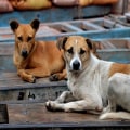 The Challenges and Rewards of Managing Stray Animals in Southeast SC