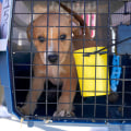 The Truth About Animal Shelters in Southeast SC: An Expert's Perspective