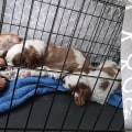 The Importance of Spaying and Neutering at Animal Shelters in Southeast SC