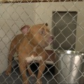 The Importance of Microchipping Animals at Shelters in Southeast SC