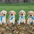 The Ultimate Guide to Volunteering at Animal Shelters in Southeast SC