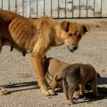 The Challenges and Opportunities of Stray Animal Policies in Southeast SC Shelters