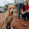 Making a Difference: Advocating for Animal Welfare in Southeast SC
