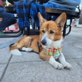 The Journey of an Animal: The Adoption Process at Animal Shelters in Southeast SC