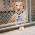 The Emotional Process of Surrendering a Pet to a Shelter in Southeast SC