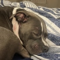 The Top Animal Shelters in Southeast SC: A Closer Look