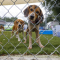 The Vital Partnership Between Animal Shelters and Local Veterinarians in Southeast SC