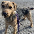 The Impact of Foster Programs in Animal Shelters in Southeast SC