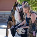 The Impact of Training and Socialization on Animals in Southeast SC Animal Shelters