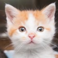 The Impact of Length of Stay on Animal Shelters in Southeast SC