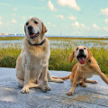 The Impact of Breed-Specific Shelters in Southeast SC