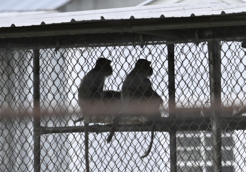 The Impact of Lost and Found Systems in Animal Shelters in Southeast SC