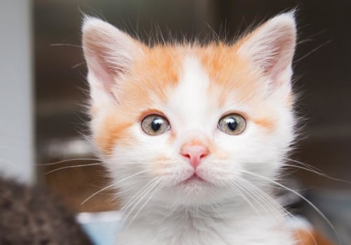 The Ins and Outs of Animal Shelter Return Policies in Southeast SC