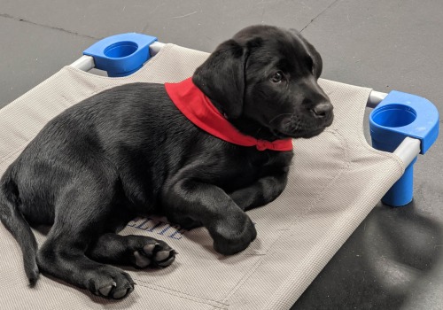 The Impact of Educational Programs Offered by Animal Shelters in Southeast SC