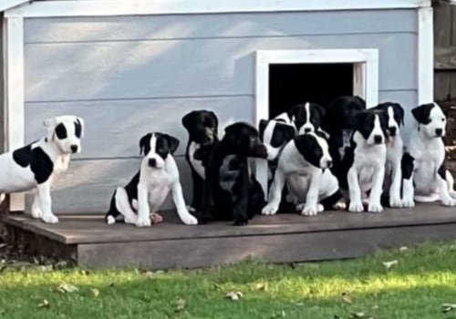 Making Pet Adoption More Accessible for Low-Income Individuals in Southeast SC