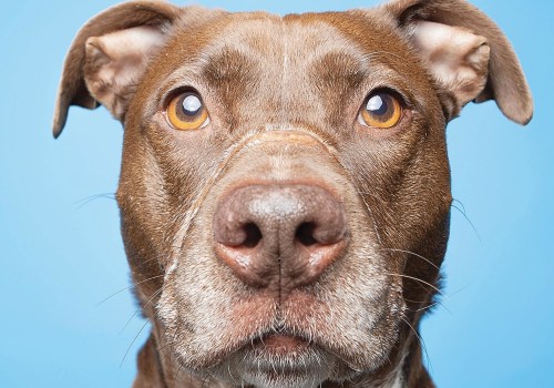 The Growing Demand for Animal Shelters in Southeast SC