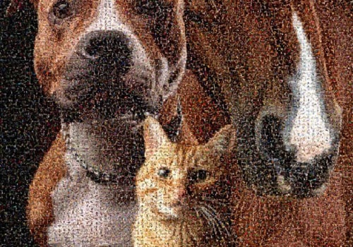 The Impact of Special Events and Fundraisers on Animal Shelters in Southeast SC