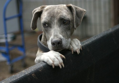 The Reality of Euthanasia at Animal Shelters in Southeast SC