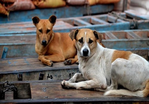 The Challenges and Rewards of Managing Stray Animals in Southeast SC