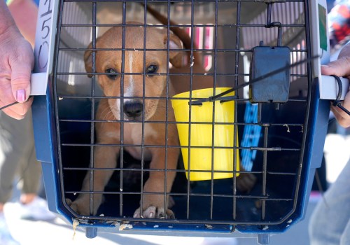 The Truth About Animal Shelters in Southeast SC: An Expert's Perspective
