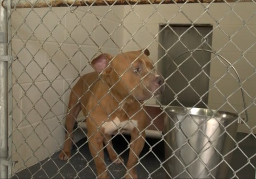 The Importance of Microchipping Animals at Shelters in Southeast SC