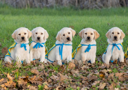 The Ultimate Guide to Volunteering at Animal Shelters in Southeast SC