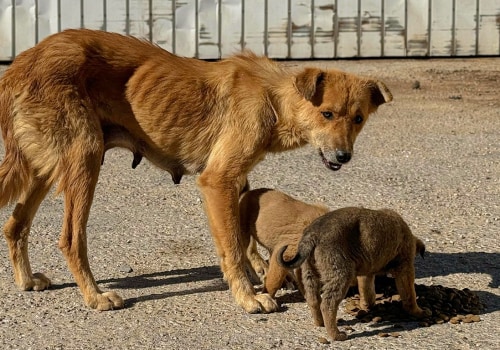 The Challenges and Opportunities of Stray Animal Policies in Southeast SC Shelters