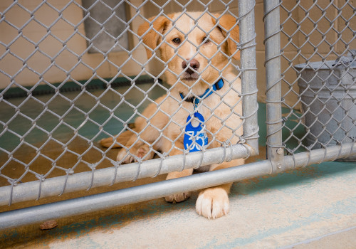 The Emotional Process of Surrendering a Pet to a Shelter in Southeast SC