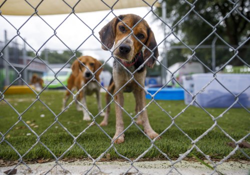 The Vital Partnership Between Animal Shelters and Local Veterinarians in Southeast SC