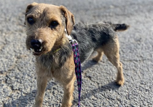 The Impact of Foster Programs in Animal Shelters in Southeast SC