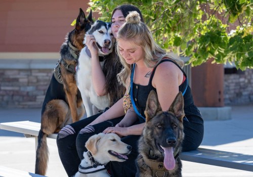The Impact of Training and Socialization on Animals in Southeast SC Animal Shelters