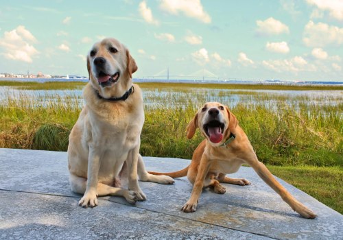 The Impact of Breed-Specific Shelters in Southeast SC
